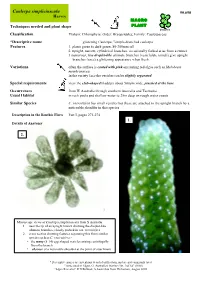 Caulerpa Simpliciuscula