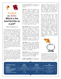 Goldfish Vs Betta