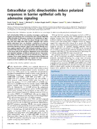 Extracellular Cyclic Dinucleotides Induce Polarized Responses in Barrier Epithelial Cells by Adenosine Signaling