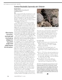 Common Chuckwalla (Sauromalus Ater): Behavior