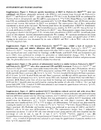 Podocyte Specific Knockdown of Klf15 in Podocin-Cre Klf15flox/Flox Mice Was Confirmed