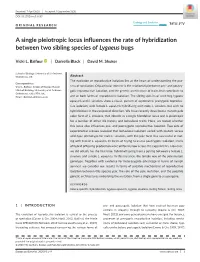 A Single Pleiotropic Locus Influences the Rate of Hybridization Between Two Sibling Species of Lygaeus Bugs