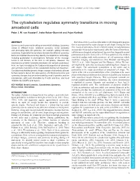 The Cytoskeleton Regulates Symmetry Transitions in Moving Amoeboid Cells Peter J