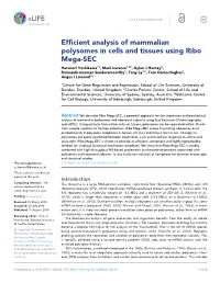 Efficient Analysis of Mammalian Polysomes in Cells and Tissues