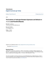 The Evolution of Androgen Receptor Expression and Behavior in Anolis Lizard Forelimb Muscles