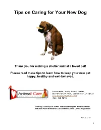 Tips on Caring for Your New Dog August 2015