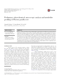 Phoenix Pusilla Root