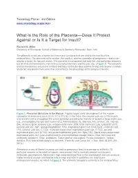 What Is the Role of the Placenta—Does It Protect Against Or Is It a Target for Insult?