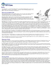 Gulls: Wildlife Notebook Series