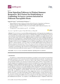 From Signaling Pathways to Distinct Immune Responses: Key Factors for Establishing Or Combating Neospora Caninum Infection in Diﬀerent Susceptible Hosts