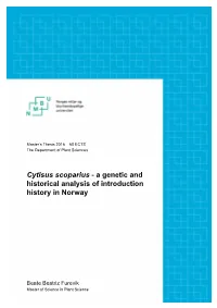 Cytisus Scoparius - a Genetic and Historical Analysis of Introduction History in Norway