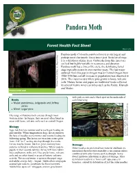 Pandora Moth (Coloradia Pandora Linseyi) Is Our Largest and Perhaps Most Charismatic Forest Insect Pest