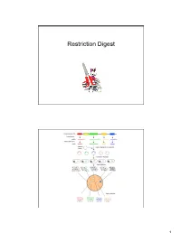 Restriction Digest
