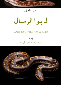 Sand Boas Photo Gallery