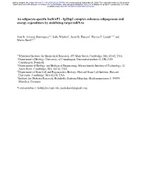 An Adipocyte-Specific Lncrap2 - Igf2bp2 Complex Enhances Adipogenesis and Energy Expenditure by Stabilizing Target Mrnas