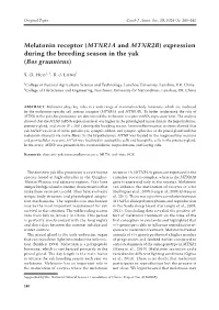 Melatonin Receptor (MTNR1A and MTNR2B) Expression During the Breeding Season in the Yak (Bos Grunniens)