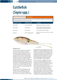 Cuttlefish (Sepia Spp.)