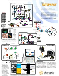 Autophagy Events - Induction Macro