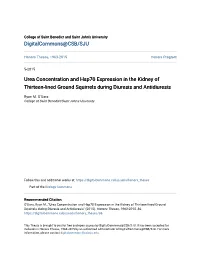 Urea Concentration and Hsp70 Expression in the Kidney of Thirteen-Lined Ground Squirrels During Diuresis and Antidiuresis
