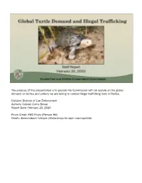 Global Turtle Demand and Illegal Trafficking