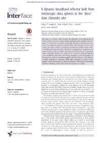 Clam Ctenoides Ales Rsif.Royalsocietypublishing.Org Lindsey F