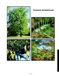 Common Honeylocust