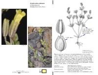 Erythranthe Inflatula Scrophulariaceae Disappearing Monkeyflower
