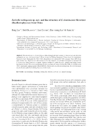 Surirella Wulingensis Sp. Nov. and Fine Structure of S. Tientsinensis Skvortzov (Bacillariophyceae) from China