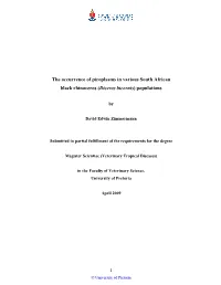 Msc Dissertation ZIMMERMANN