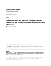 Respiratory Chain Activity and Protein Expression in Skeletal Muscles from High and Low Feed Efficient Swine Within the Same Genetic Line