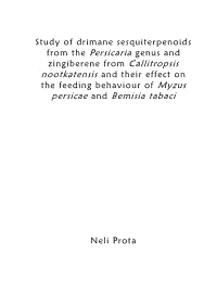 Study of Drimane Sesquiterpenoids from the Persicaria Genus And