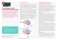 The Human Brain Hemisphere Controls the Left Side of the Body and the Left What Makes the Human Brain Unique Is Its Size