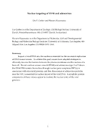 Nuclear Targeting of SV40 and Adenovirus