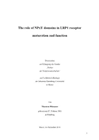 The Role of Npxy Domains in LRP1 Receptor Maturation and Function