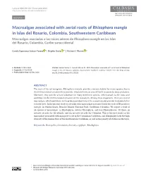 Macroalgae Associated with Aerial Roots of Rhizophora Mangle in Islas