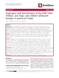 Duplication and Diversification of the LEAFY HULL STERILE1 and Oryza
