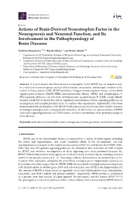 Actions of Brain-Derived Neurotrophin Factor in the Neurogenesis and Neuronal Function, and Its Involvement in the Pathophysiology of Brain Diseases