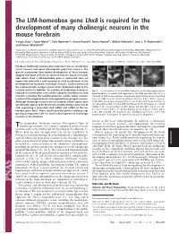 The LIM-Homeobox Gene Lhx8 Is Required for the Development of Many Cholinergic Neurons in the Mouse Forebrain