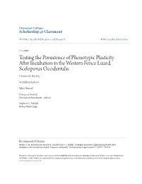 Testing the Persistence of Phenotypic Plasticity After Incubation in the Western Fence Lizard, Sceloporus Occidentalis Christine R