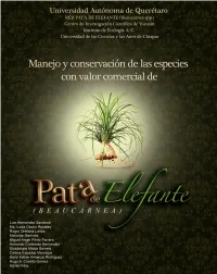 De Los Autores Autores