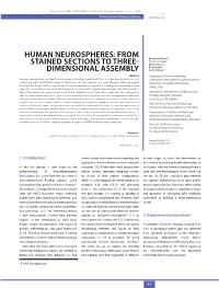 Human Neurospheres: from Stained Sections to Three