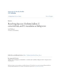 Urobatis Halleri, U. Concentricus, and U. Maculatus As Subspecies Scott Effeh Rnan University of Colorado Boulder