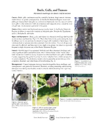 Burls, Galls, and Tumors Abnormal Swellings on Stems and Branches