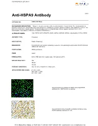 Anti-HSPA9 Antibody