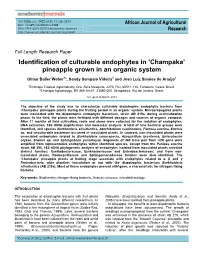 Identification of Culturable Endophytes in 'Champaka' Pineapple Grown In
