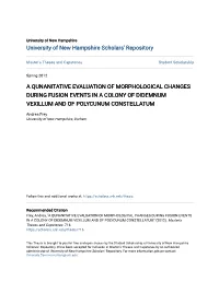 A Qunanitative Evaluation of Morphological Changes During Fusion Events in a Colony of Didemnum Vexillum and of Polycunum Constellatum