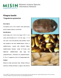 Khapra Beetle Trogoderma Granarium