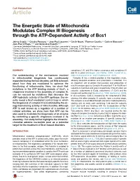 The Energetic State of Mitochondria Modulates Complex III Biogenesis Through the ATP-Dependent Activity of Bcs1