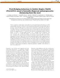Post-Fledging Behaviour in Golden Eagles Aquila Chrysaetos