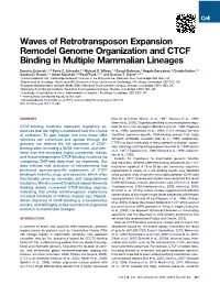 Waves of Retrotransposon Expansion Remodel Genome Organization and CTCF Binding in Multiple Mammalian Lineages